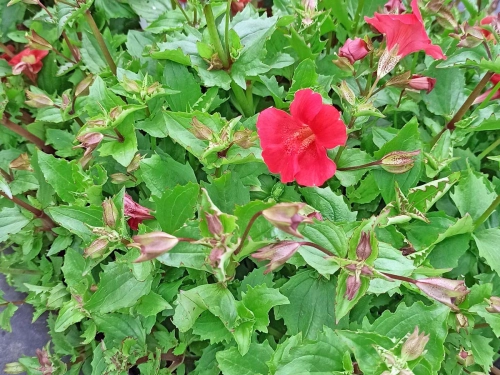 rote Gauklerblume - Mimulus cupreus 'Roter Kaiser'